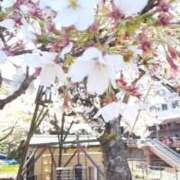 ヒメ日記 2026/04/06 16:41 投稿 こい 妻天 日本橋店