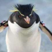 ヒメ日記 2026/04/10 13:16 投稿 こい 妻天 日本橋店