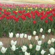 ヒメ日記 2026/04/12 10:25 投稿 こい 妻天 日本橋店