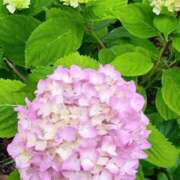 ヒメ日記 2026/06/19 17:12 投稿 こい 妻天 日本橋店