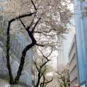 ヒメ日記 2025/04/06 17:26 投稿 島崎(しまざき) 人妻出逢い会 百合の園 品川店