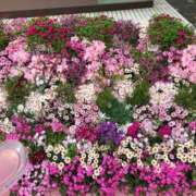 ヒメ日記 2025/04/10 23:06 投稿 島崎(しまざき) 人妻出逢い会 百合の園 品川店