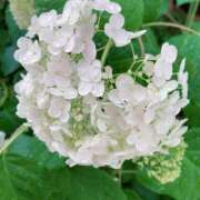 ヒメ日記 2025/06/05 12:26 投稿 島崎(しまざき) 人妻出逢い会 百合の園 品川店