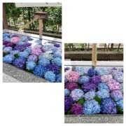 ヒメ日記 2025/06/12 20:36 投稿 島崎(しまざき) 人妻出逢い会 百合の園 品川店