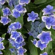 ヒメ日記 2025/06/16 18:56 投稿 島崎(しまざき) 人妻出逢い会 百合の園 品川店