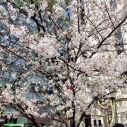 ヒメ日記 2026/03/30 08:26 投稿 島崎(しまざき) 人妻出逢い会 百合の園 品川店