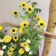 ヒメ日記 2026/08/12 12:06 投稿 島崎(しまざき) 人妻出逢い会 百合の園 品川店