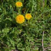 みほ ??????????????????????????? 水戸デブ専肉だんご＆人妻浮気現場