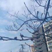 ヒメ日記 2025/03/14 10:55 投稿 まい R（アール）