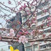 ヒメ日記 2025/03/24 10:50 投稿 まい R（アール）