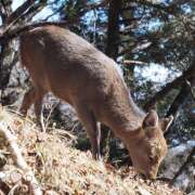 ヒメ日記 2025/02/01 08:05 投稿 なな R（アール）