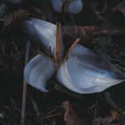 ヒメ日記 2025/02/22 11:35 投稿 なな R（アール）