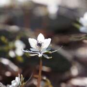 ヒメ日記 2025/03/10 19:30 投稿 なな R（アール）