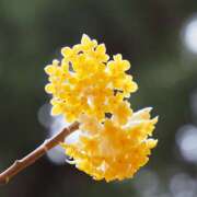 ヒメ日記 2025/03/27 10:15 投稿 なな R（アール）