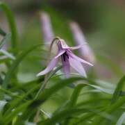 ヒメ日記 2025/03/31 20:55 投稿 なな R（アール）