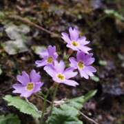 ヒメ日記 2025/04/20 08:30 投稿 なな R（アール）