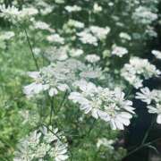 ヒメ日記 2025/05/22 20:40 投稿 なな R（アール）