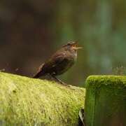 ヒメ日記 2025/06/01 14:55 投稿 なな R（アール）