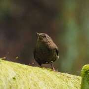 ヒメ日記 2025/06/06 09:50 投稿 なな R（アール）