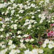 ヒメ日記 2025/06/09 19:10 投稿 なな R（アール）