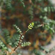 ヒメ日記 2025/06/17 17:35 投稿 なな R（アール）