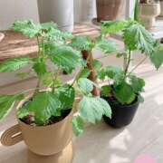 ヒメ日記 2025/07/08 15:35 投稿 なな R（アール）