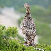 ヒメ日記 2025/07/12 06:35 投稿 なな R（アール）