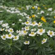 ヒメ日記 2025/07/13 21:45 投稿 なな R（アール）