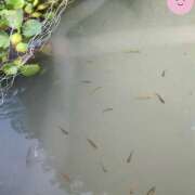 ヒメ日記 2025/07/20 17:10 投稿 なな R（アール）