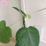 ヒメ日記 2025/09/13 07:15 投稿 なな R（アール）