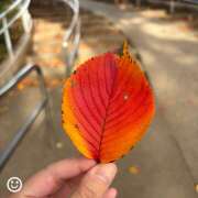 ヒメ日記 2025/11/15 09:15 投稿 なな R（アール）