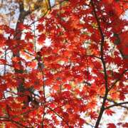 ヒメ日記 2025/11/20 07:35 投稿 なな R（アール）