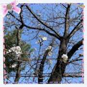 ヒメ日記 2025/03/27 09:08 投稿 まどか 素人妻御奉仕倶楽部Hip's松戸店