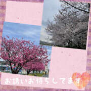 ヒメ日記 2025/03/31 10:18 投稿 まどか 素人妻御奉仕倶楽部Hip's松戸店