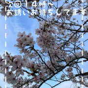 ヒメ日記 2026/04/03 11:50 投稿 まどか 素人妻御奉仕倶楽部Hip's松戸店