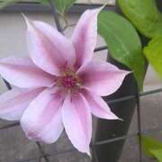 ヒメ日記 2024/12/28 07:30 投稿 サキ シャロン横浜