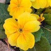 ヒメ日記 2025/01/03 07:45 投稿 サキ シャロン横浜