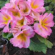 ヒメ日記 2025/01/10 07:30 投稿 サキ シャロン横浜