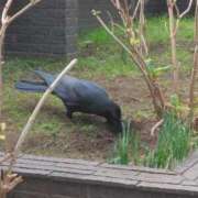 ヒメ日記 2025/01/12 08:15 投稿 サキ シャロン横浜