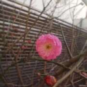 ヒメ日記 2025/01/15 08:15 投稿 サキ シャロン横浜