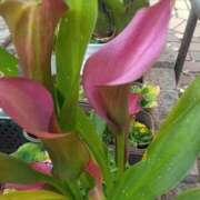 ヒメ日記 2025/01/18 07:30 投稿 サキ シャロン横浜