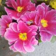 ヒメ日記 2025/01/19 08:15 投稿 サキ シャロン横浜