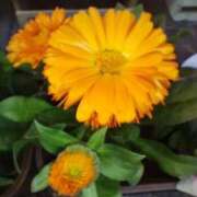 ヒメ日記 2025/01/20 23:30 投稿 サキ シャロン横浜