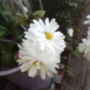 ヒメ日記 2025/01/22 08:15 投稿 サキ シャロン横浜