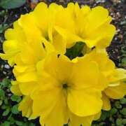 ヒメ日記 2025/02/05 08:15 投稿 サキ シャロン横浜