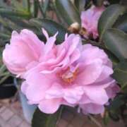 ヒメ日記 2025/02/05 23:30 投稿 サキ シャロン横浜