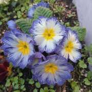 ヒメ日記 2025/02/07 08:30 投稿 サキ シャロン横浜