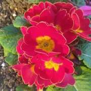 ヒメ日記 2025/02/12 08:15 投稿 サキ シャロン横浜