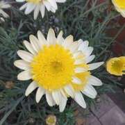 ヒメ日記 2025/02/19 08:15 投稿 サキ シャロン横浜