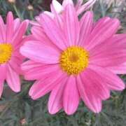 ヒメ日記 2025/02/21 08:15 投稿 サキ シャロン横浜